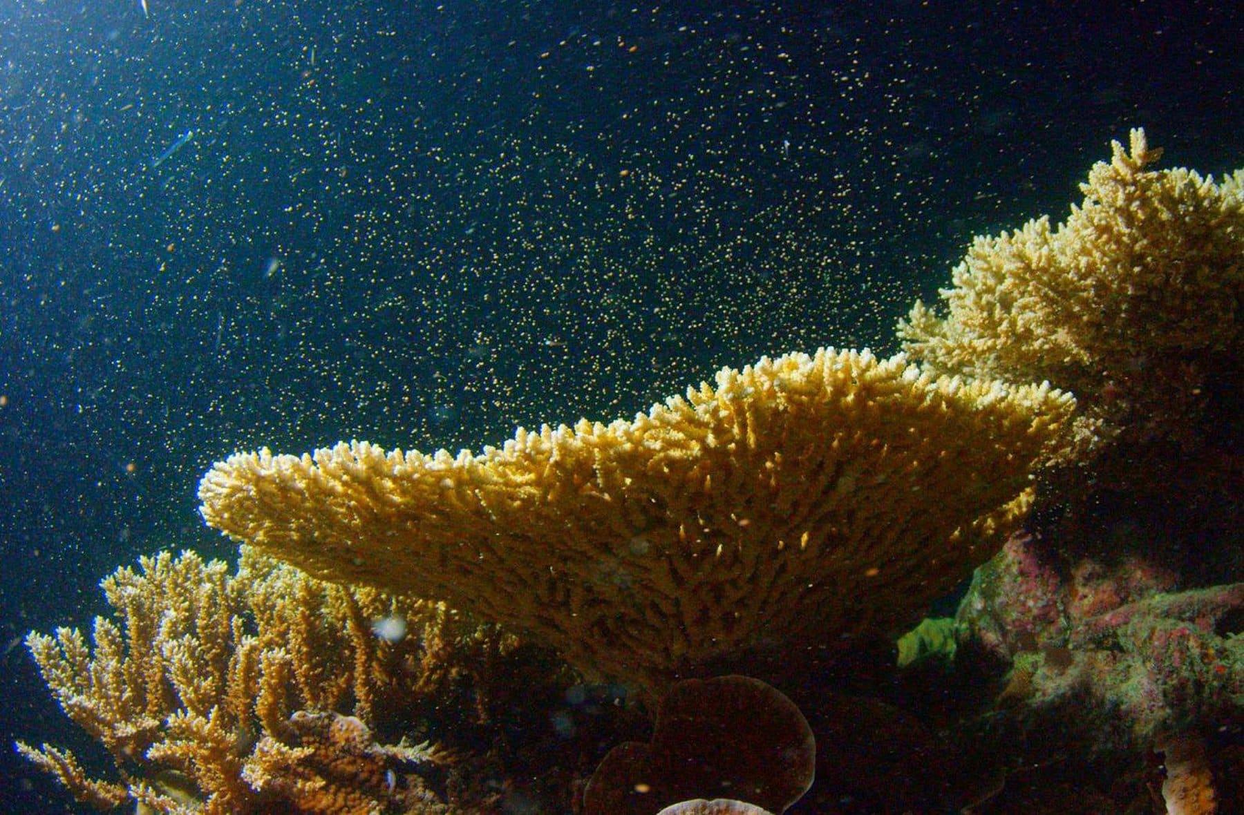 Great Barrier Reef