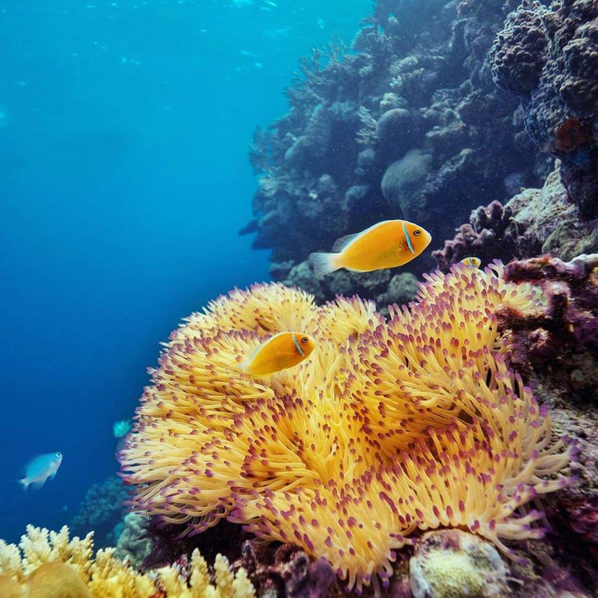 Great Barrier Reef