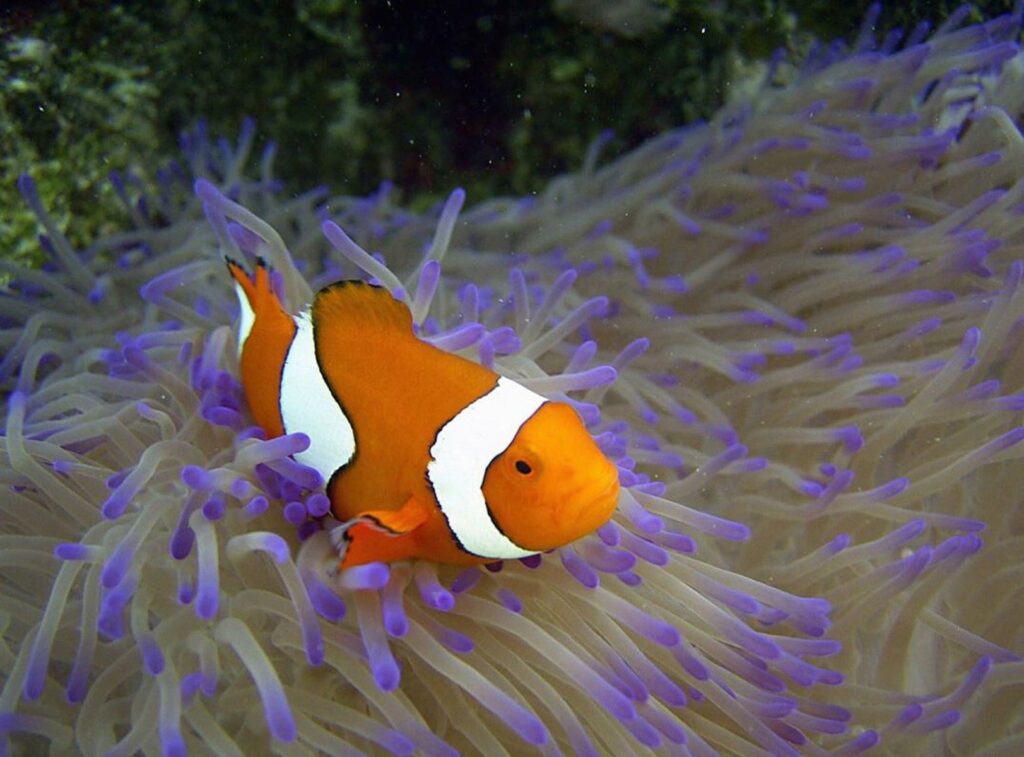The Great Barrier Reef