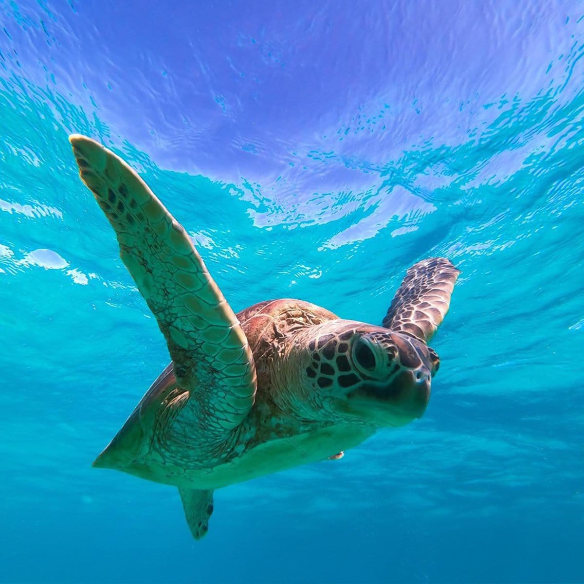 Great Barrier Reef
