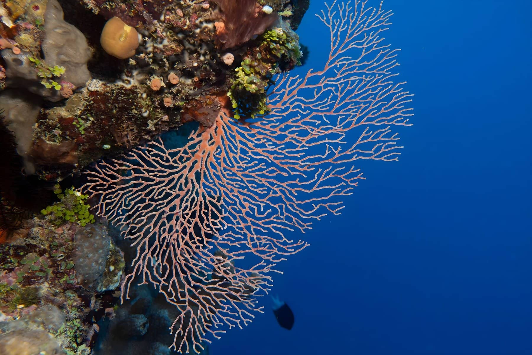 Great Barrier Reef