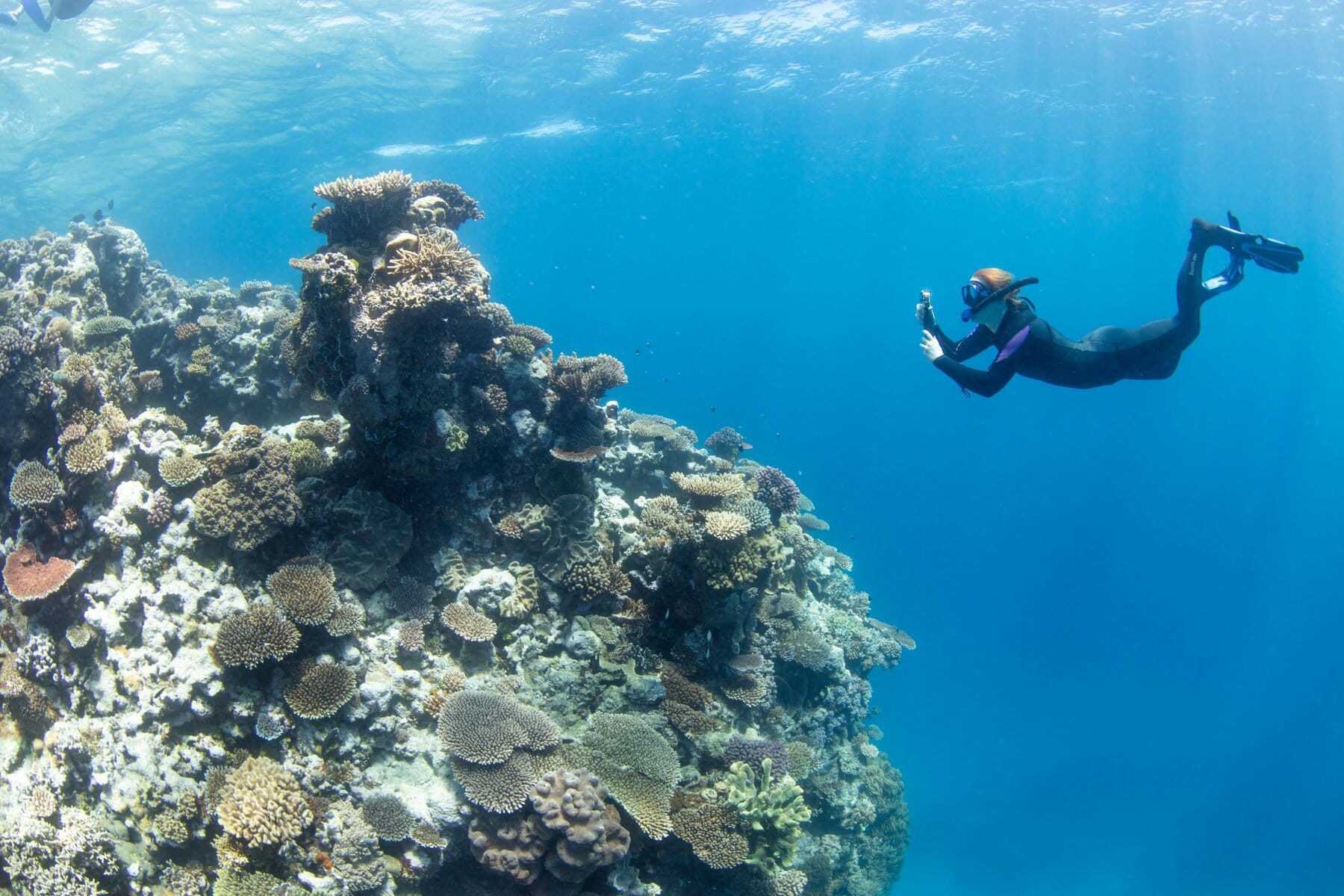 The Great Reef Census Project