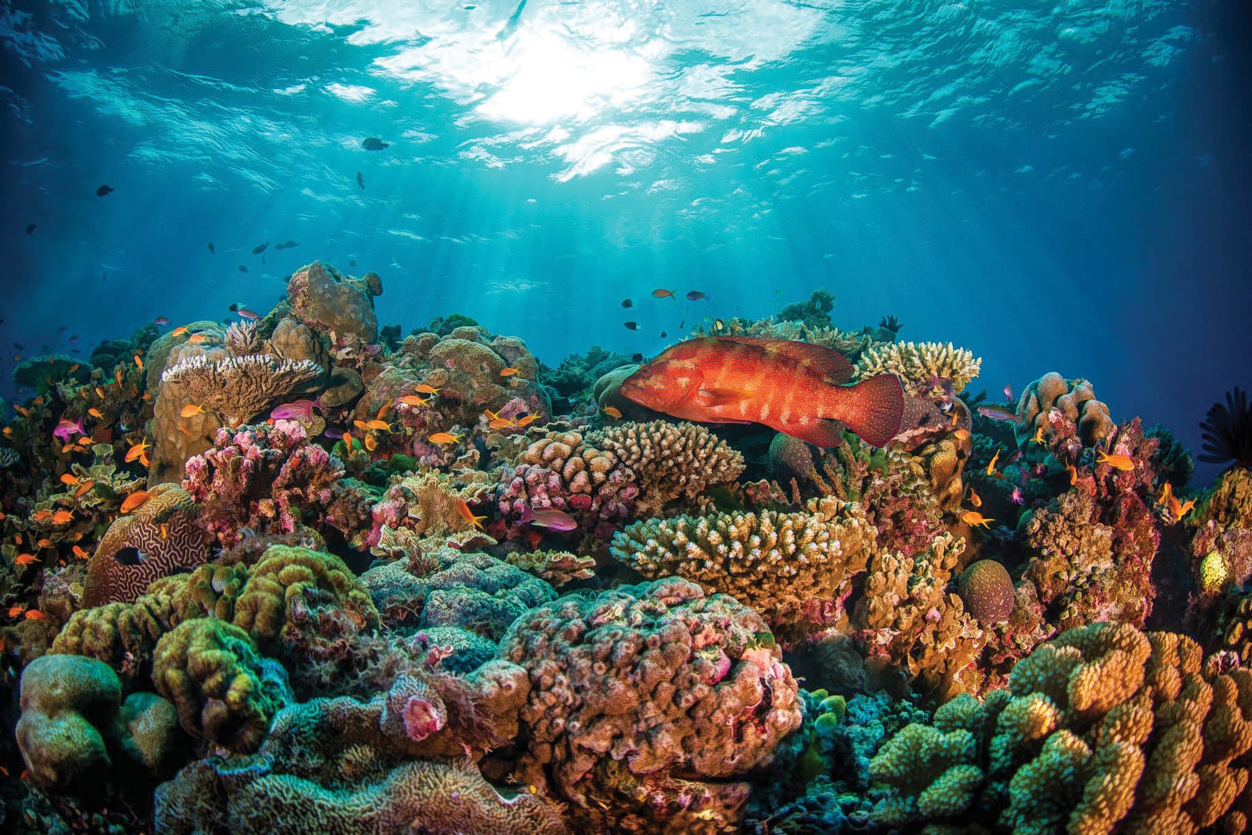 Great Barrier Reef